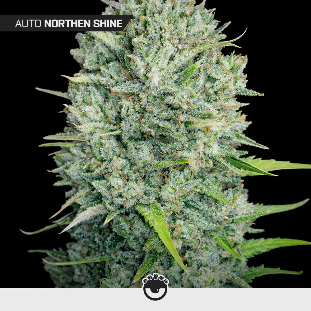 Auto Northern Shine - Mix