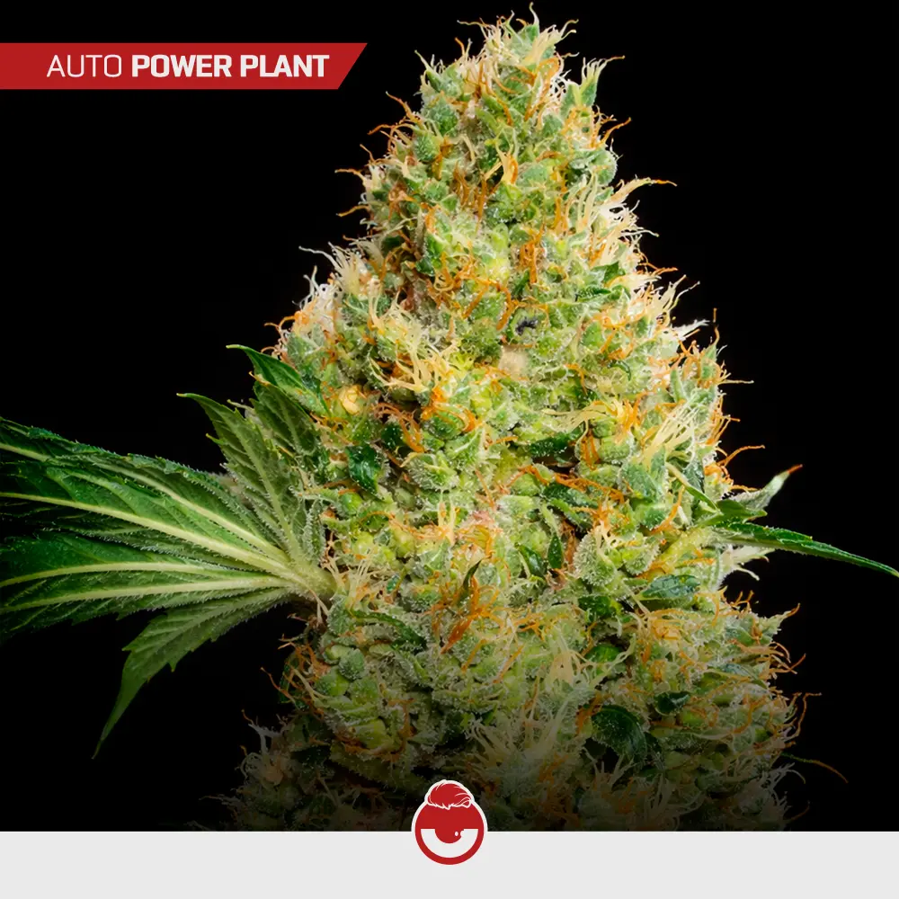 Auto Power Plant - Mix