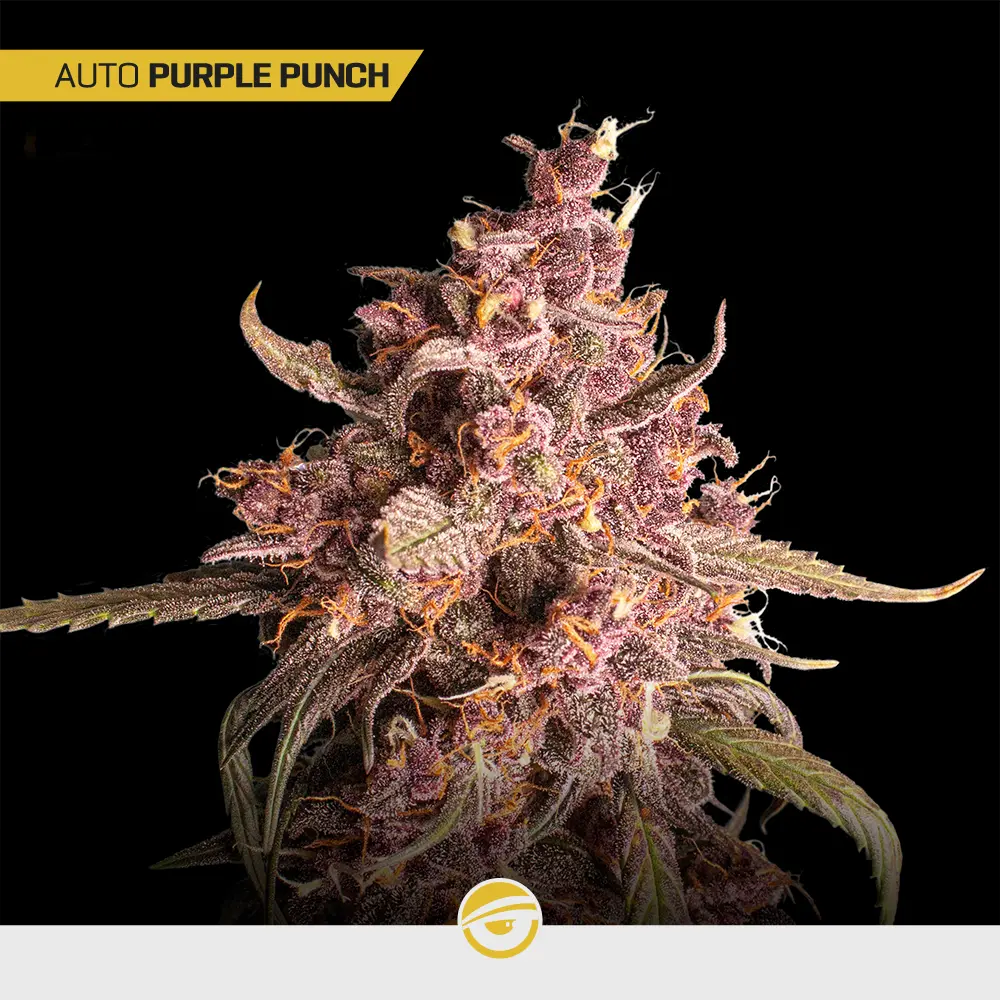 Auto Purple Punch - Mix