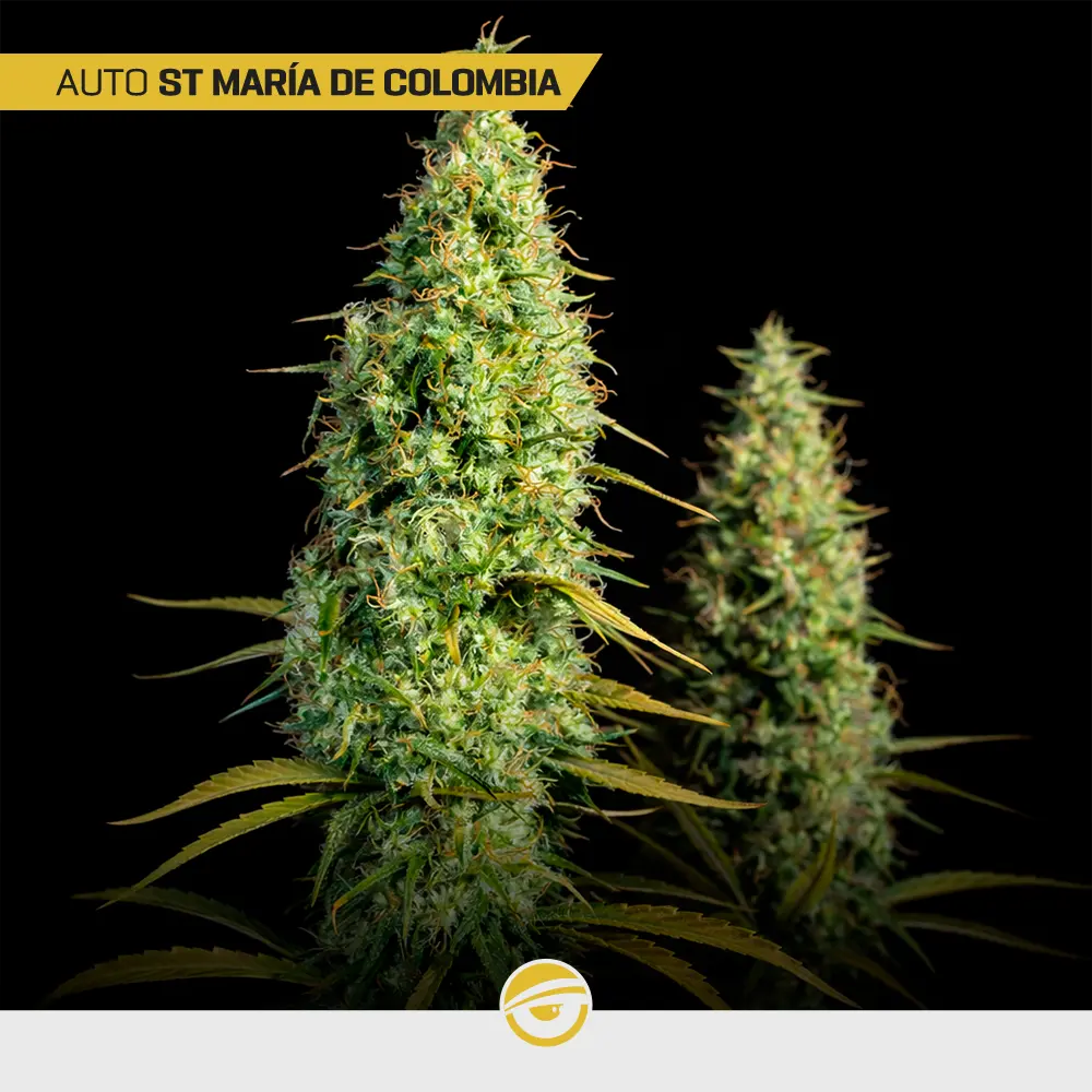 Auto Santa Maria de Colombia - Mix