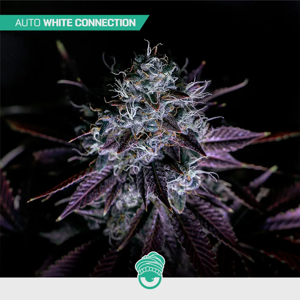 Auto White Connection - Mix