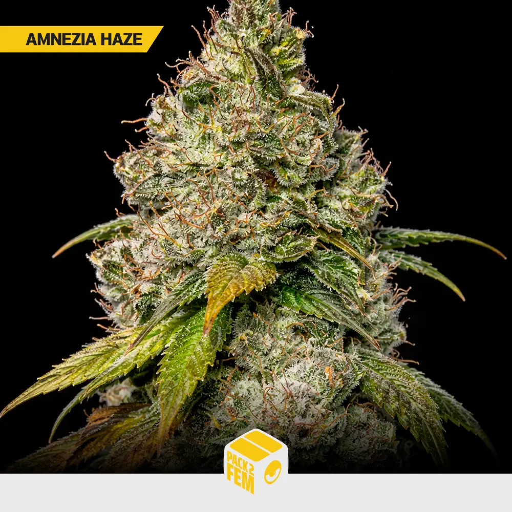 Amnezia Haze - Pack