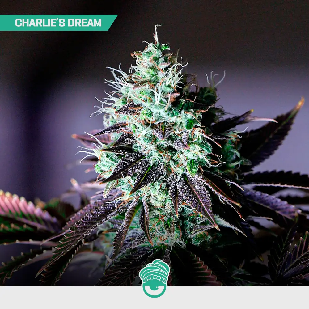 Charlie's Dream - Mix