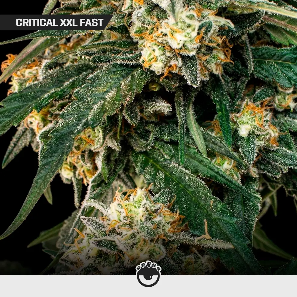 Critical XXL Fast - Mix