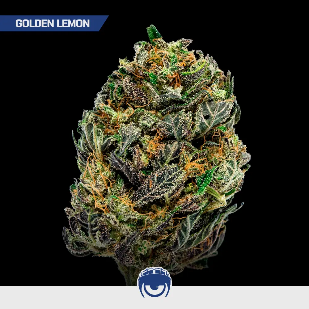 Golden Lemon - Mix