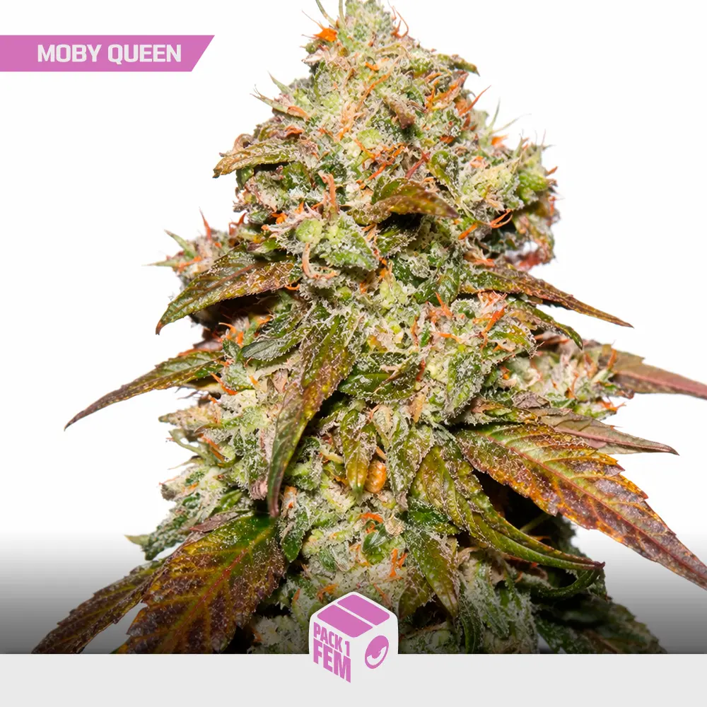 Moby Queen - Pack