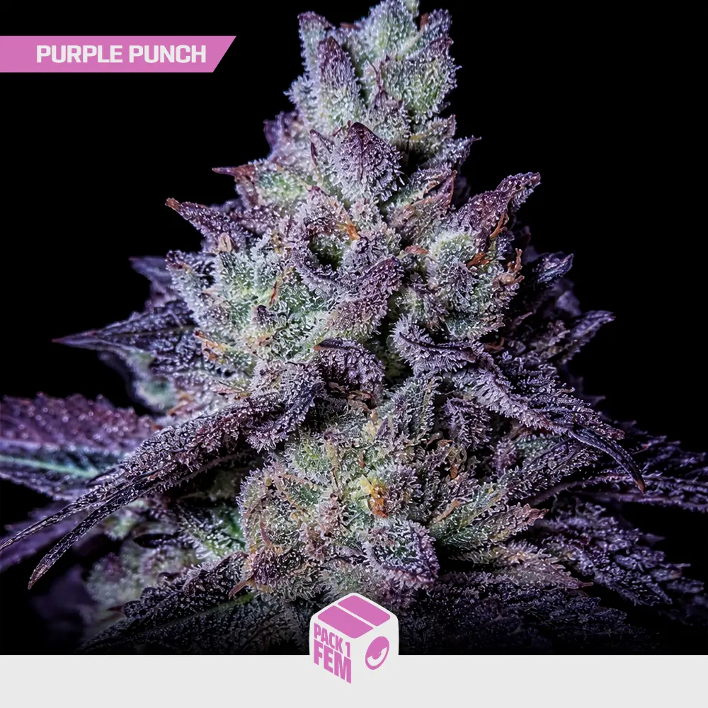 Purple Punch - Pack