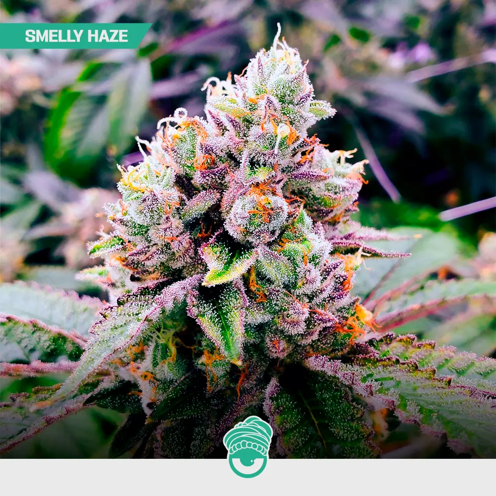 Smelly Haze - Mix