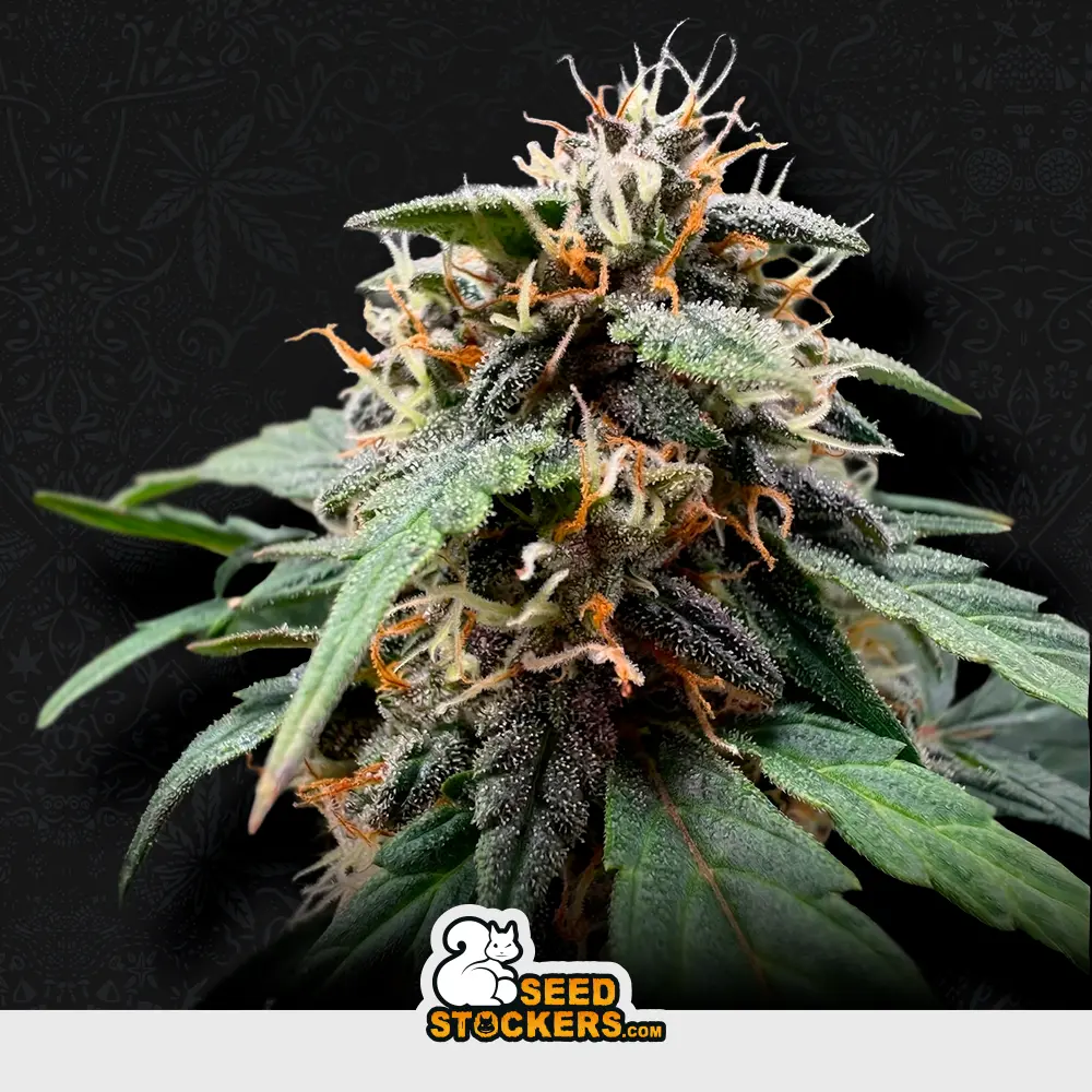 [SEM-SEE-AUT-0117] Auto F.U.H (F*cked Up Hippy)