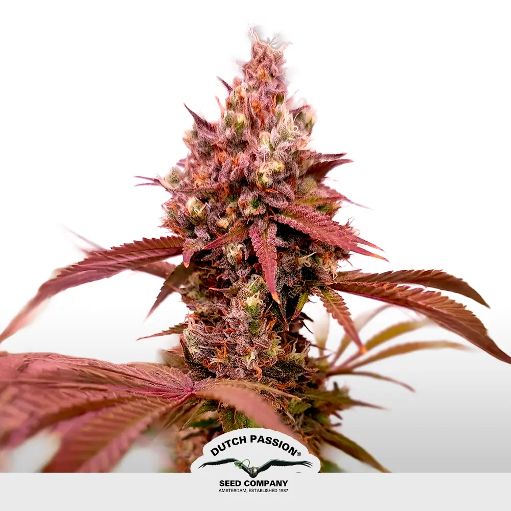 [SEM-DUT-FEM-0115] Pink Banana Runtz