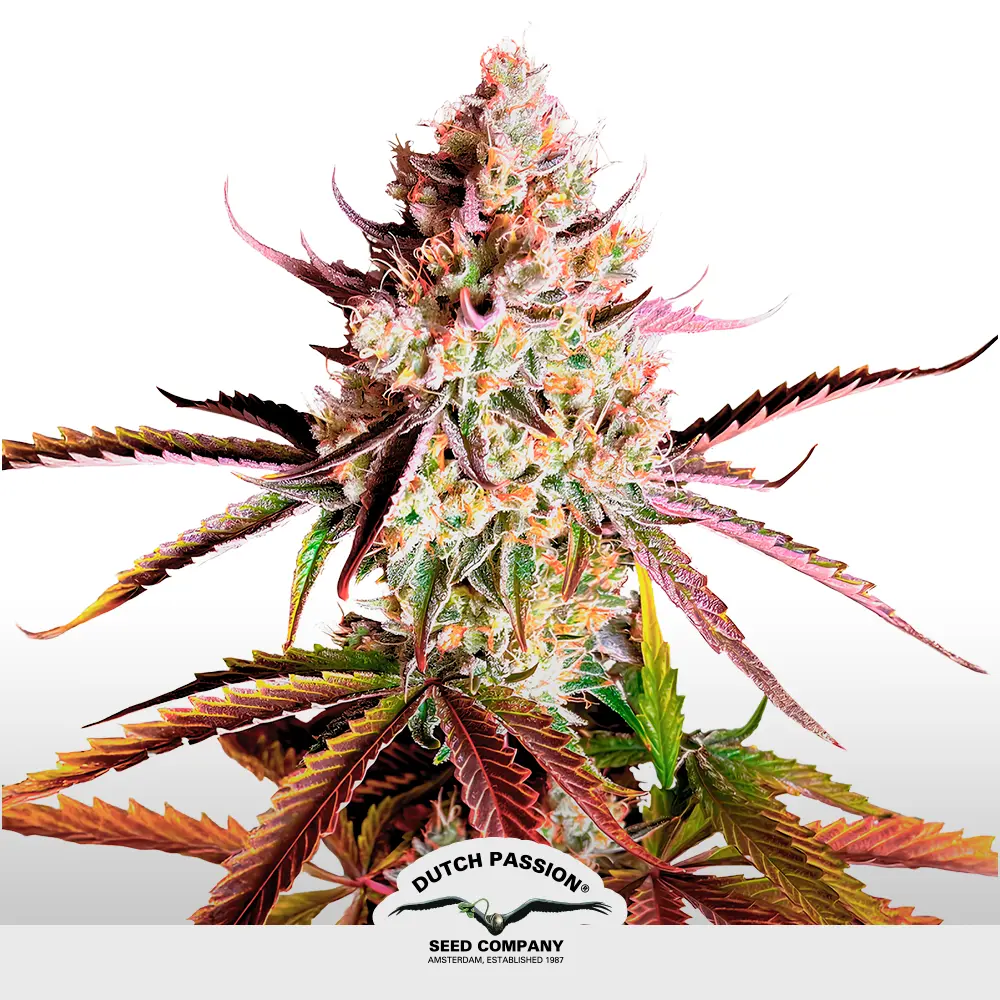 [SEM-DUT-FEM-0116] Fruit Bomb Punch