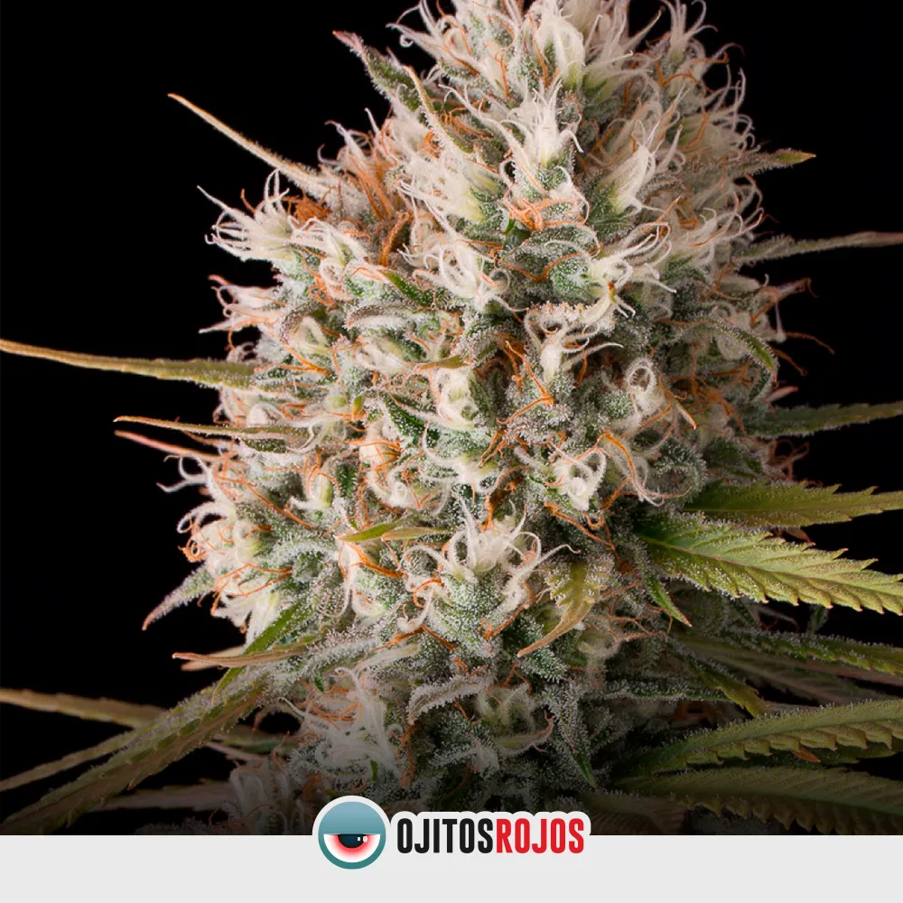 Amnesia OR MIX