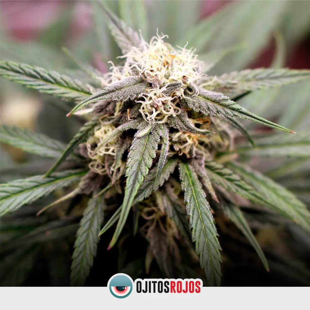 Auto Berry Eyes OR Mix