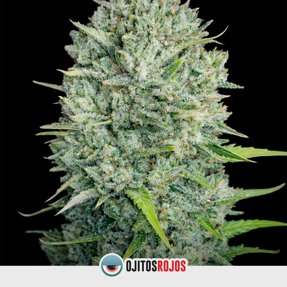 Auto Northern Shine OR Mix