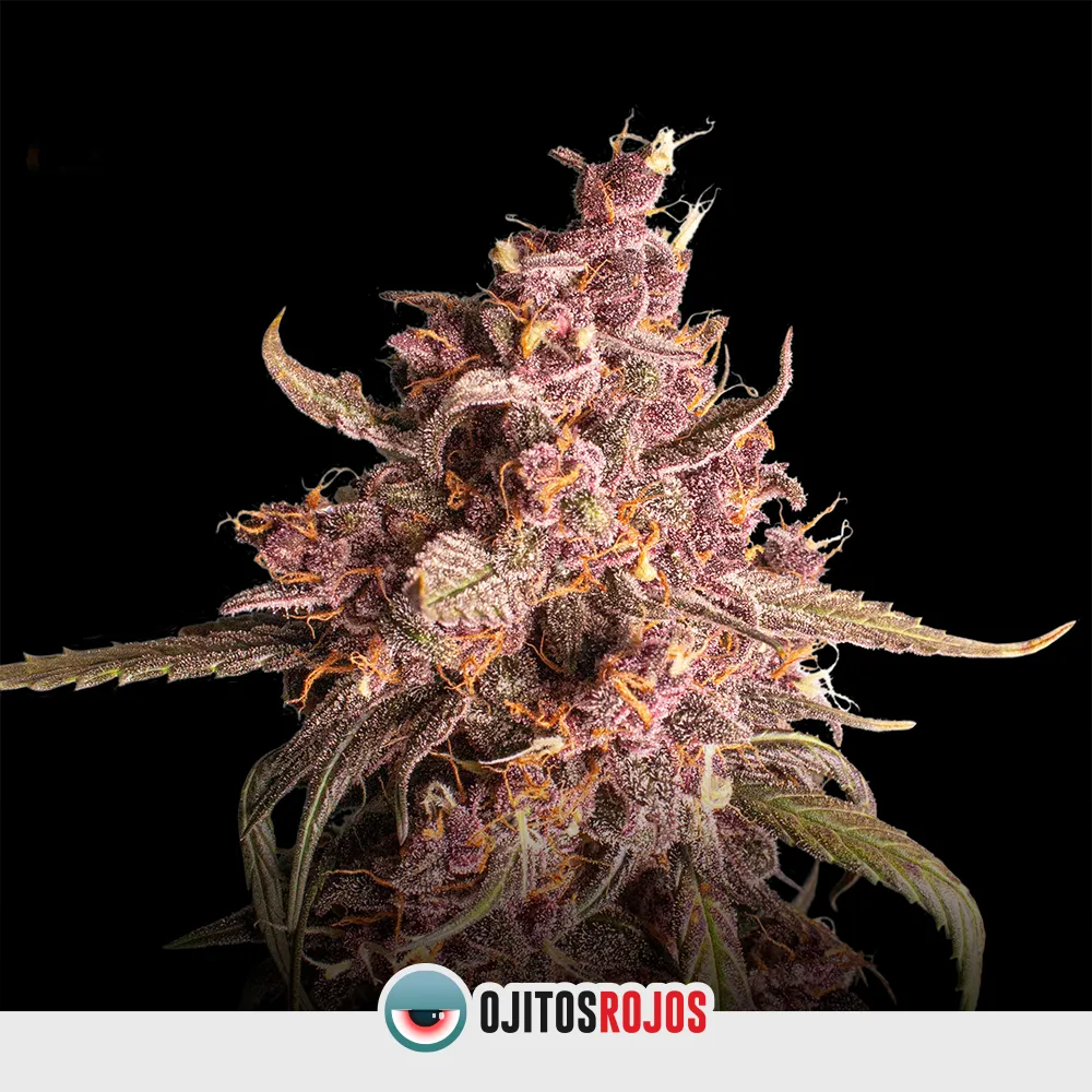 Auto Purple Punch  OR Mix