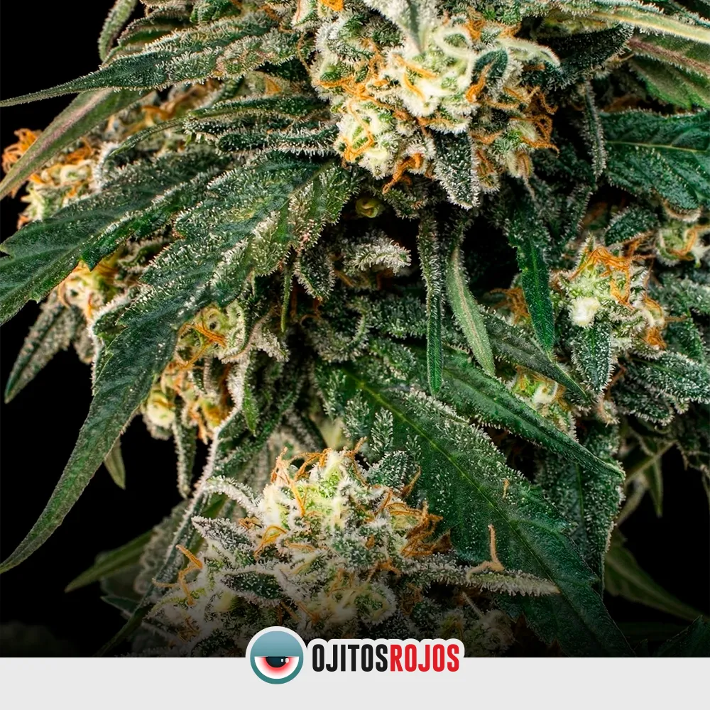 Critical XXL Fast OR Mix