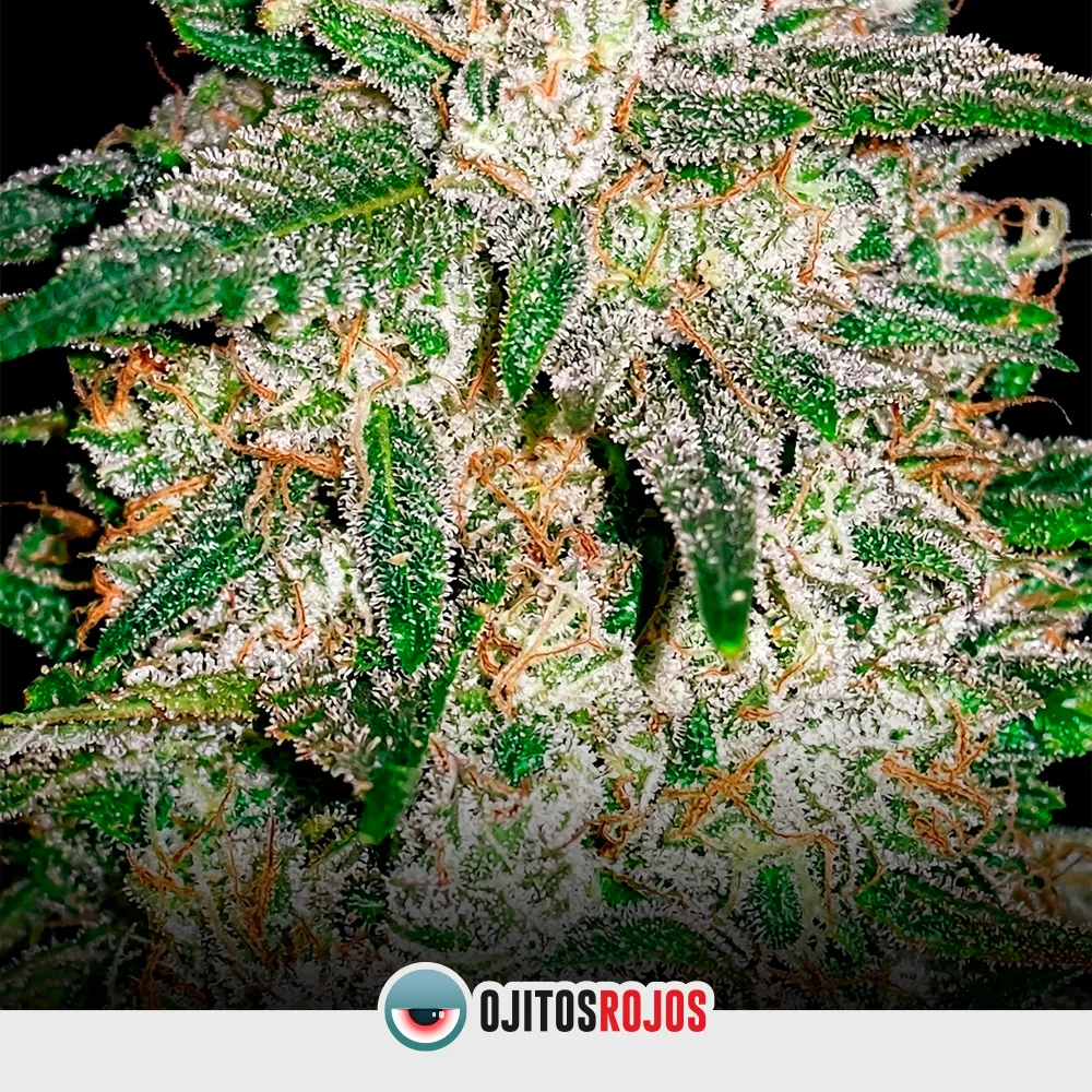 Gelato 14 OR Mix