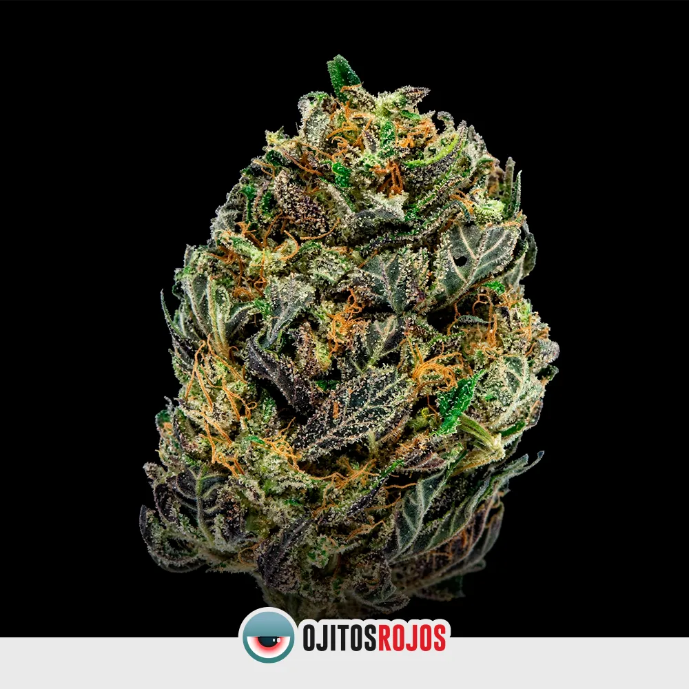 Golden Lemon OR Mix