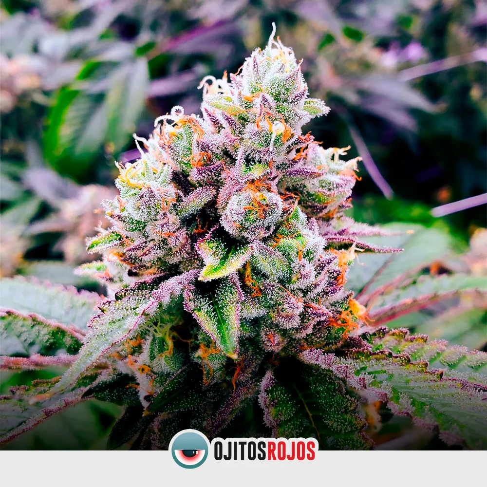 Smelly Haze OR Mix