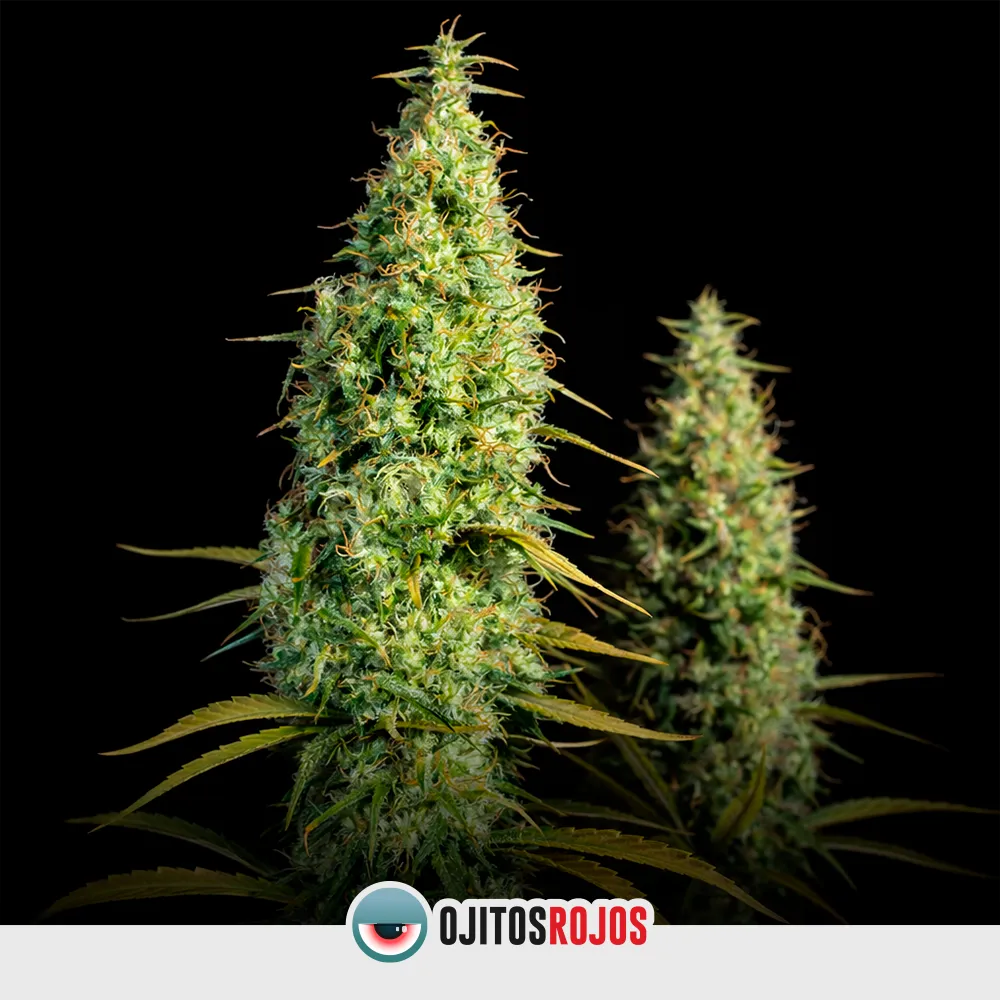 Auto Santa Maria de Colombia OR Mix
