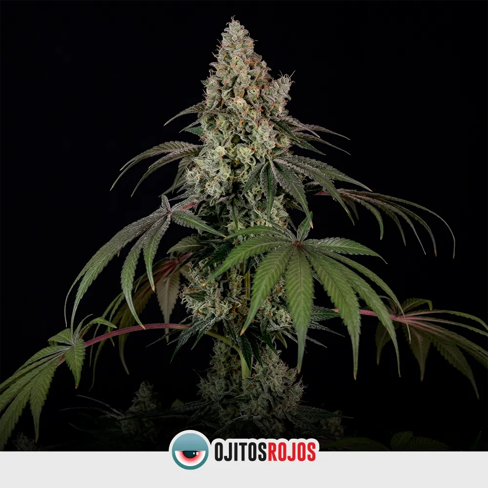 Auto Donna Runtz OR Mix