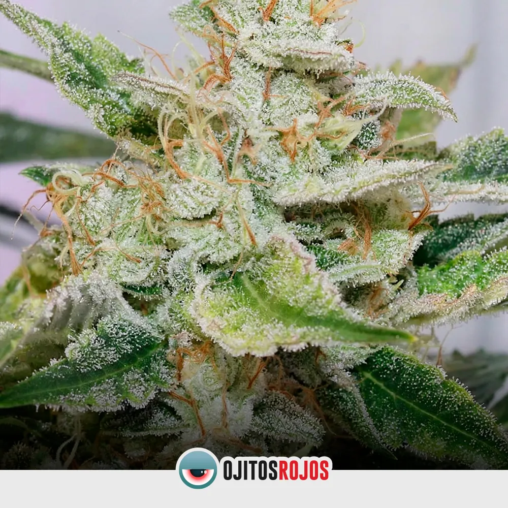 Auto Cataleia XL OR Mix
