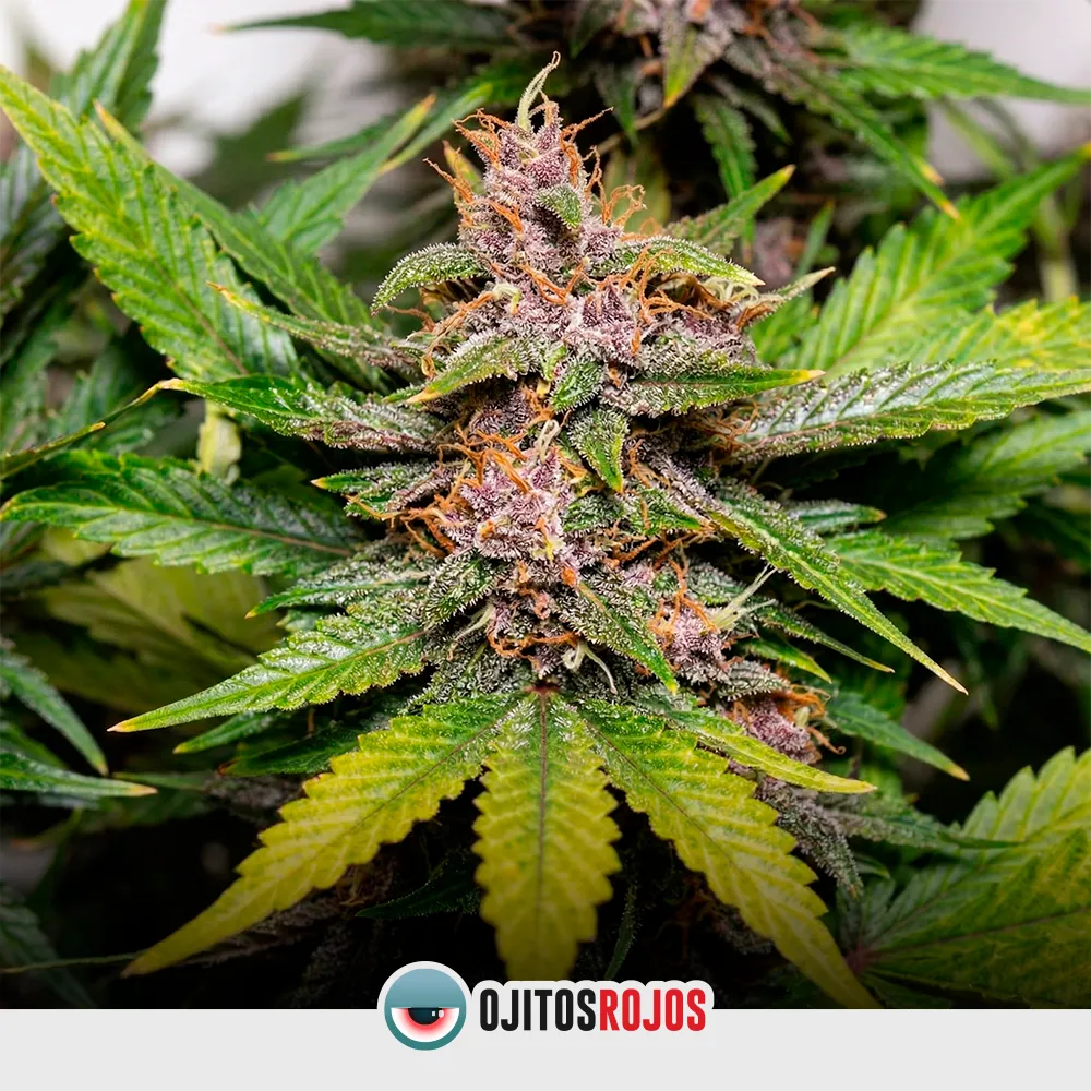 Auto Think Cherry OR Mix