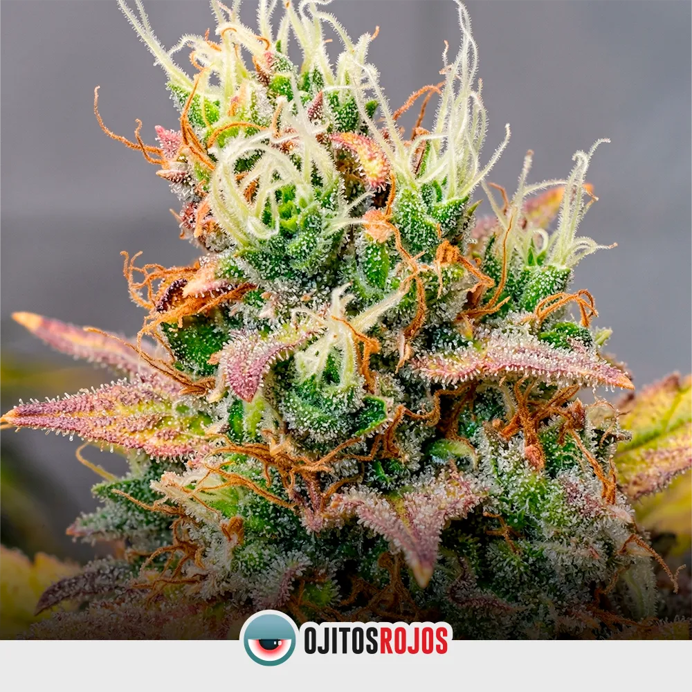 Auto Candy Scar XL OR Mix