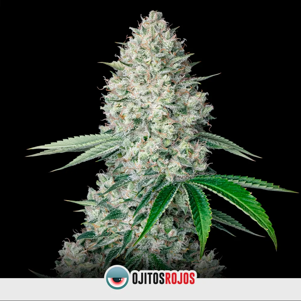 Auto Gorilla Skunk by OR