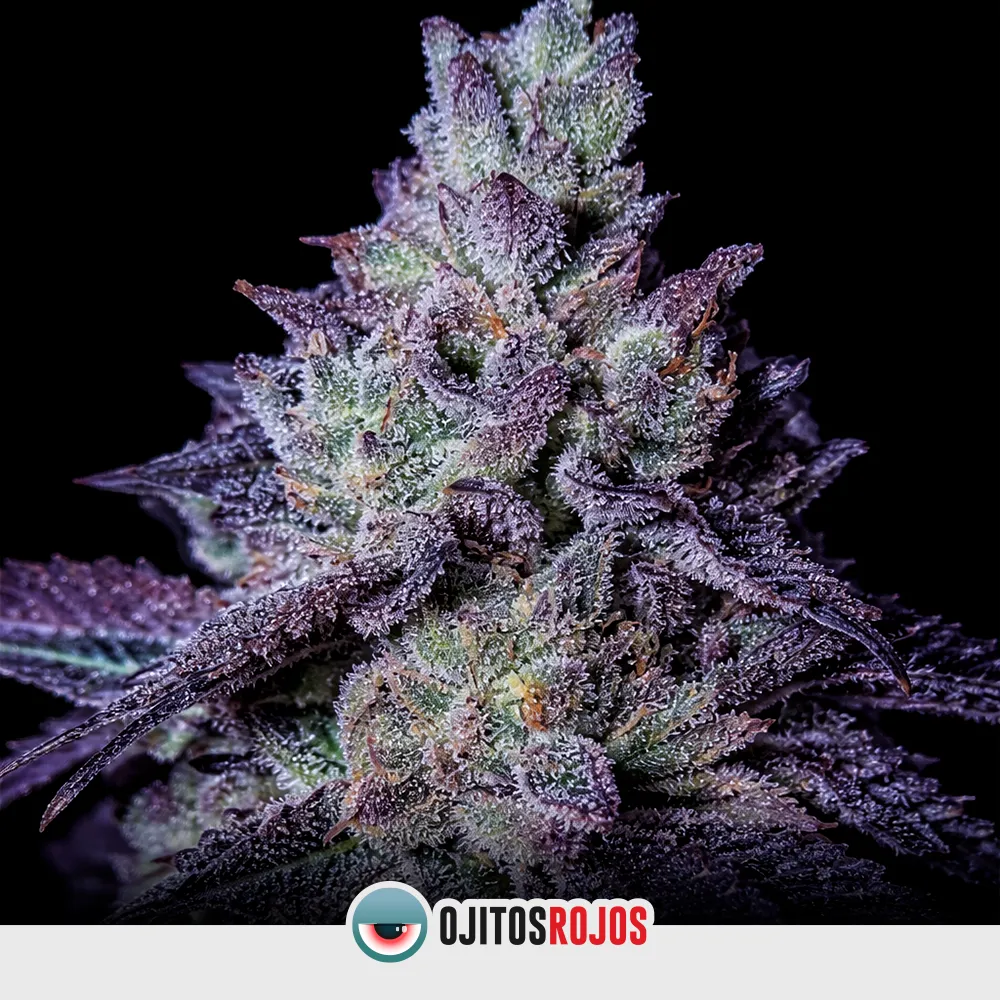 Purple Punch by OR