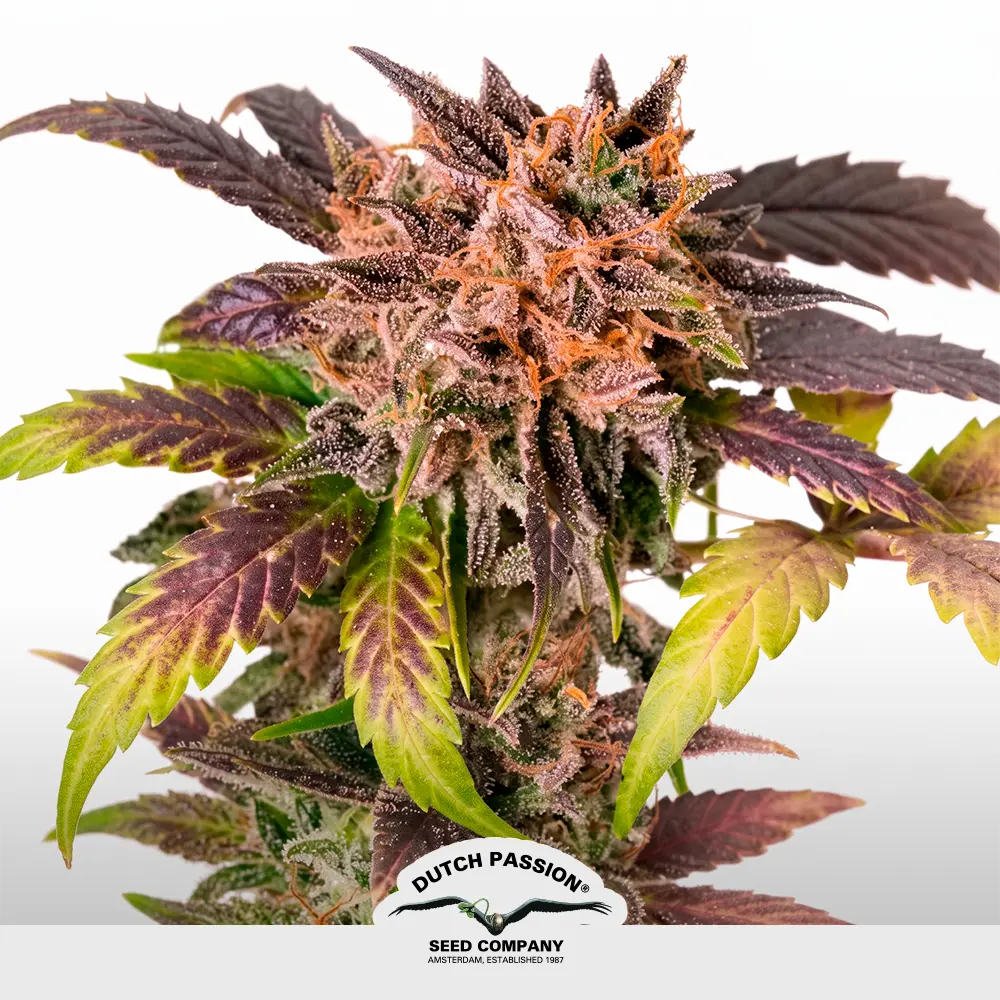 Auto GrapefruitZ