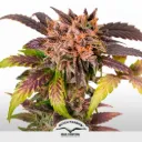Auto GrapefruitZ