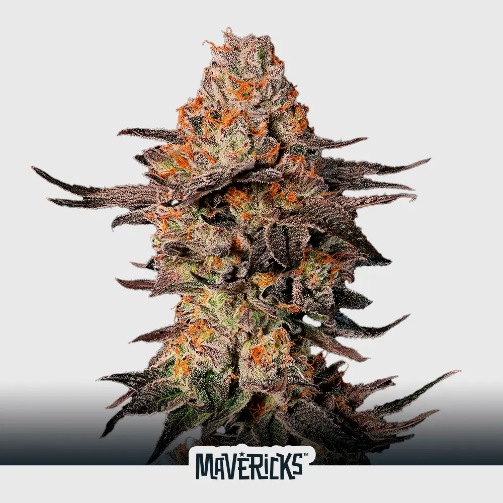 Auto Cookies Gelato