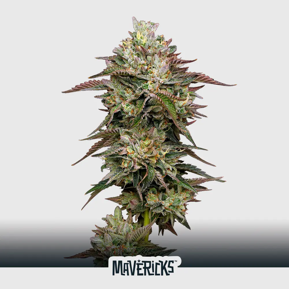 [SEM-MAV-AUT-0005-X5] Auto Kiwi X Cookie Dog (x5)