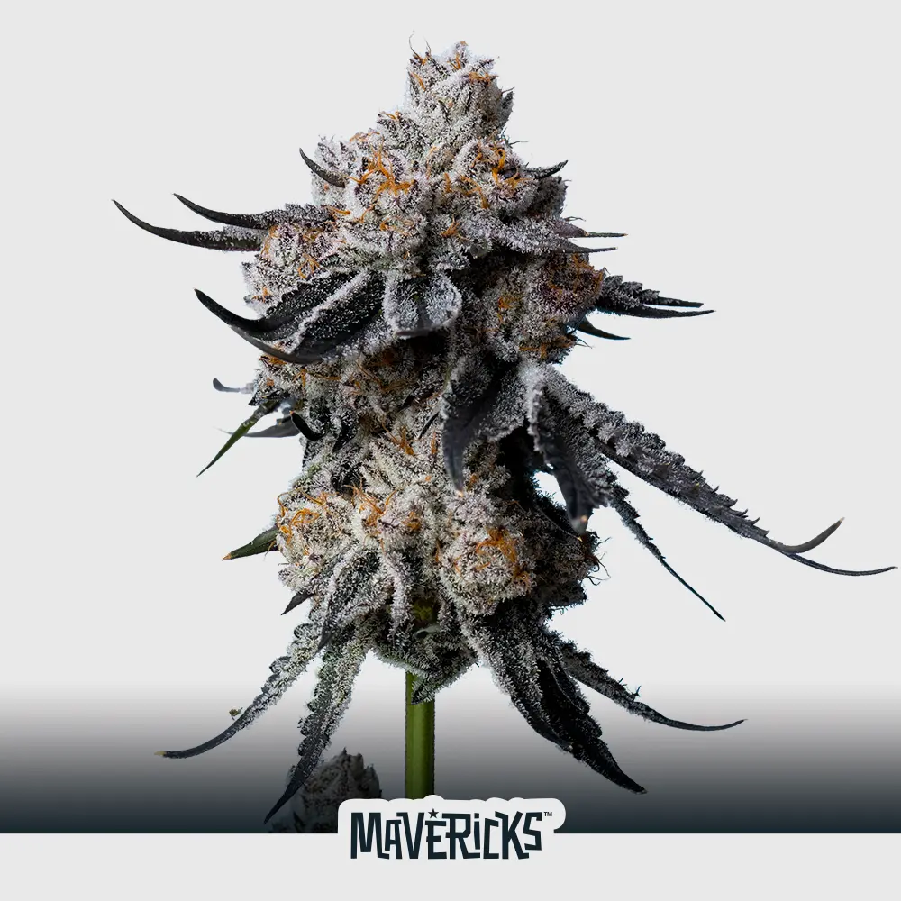 [SEM-MAV-FEM-0009-X5] Gorilla Glue #4 (x5)