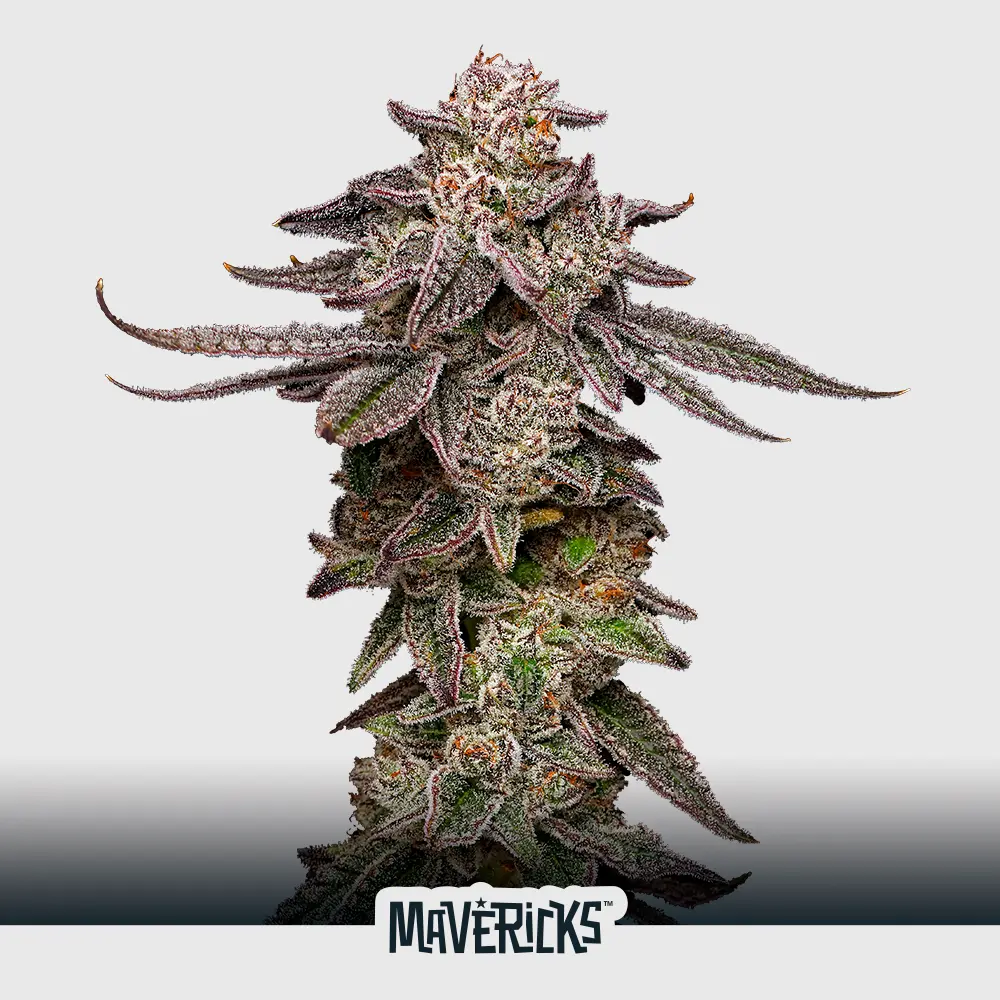 [SEM-MAV-FEM-0015-x5] Lemon Cherry Gelato (x5)