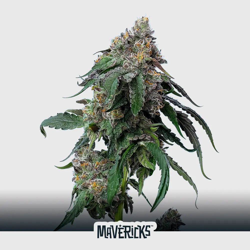 [SEM-MAV-FEM-0011-x5] Gush Mints (x5)