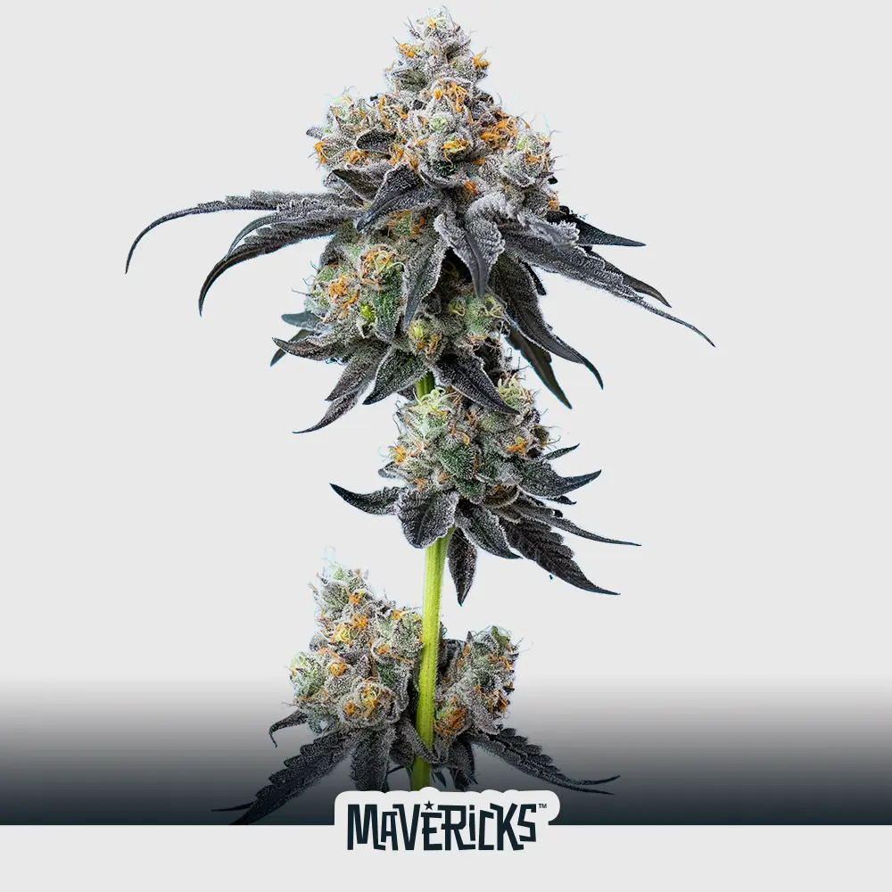 [SEM-MAV-FEM-0007-x5] Gelato 33 (x5)