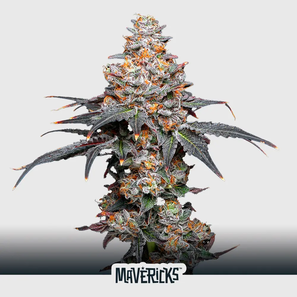 [SEM-MAV-FEM-0025-x5] Zerealz (x5)