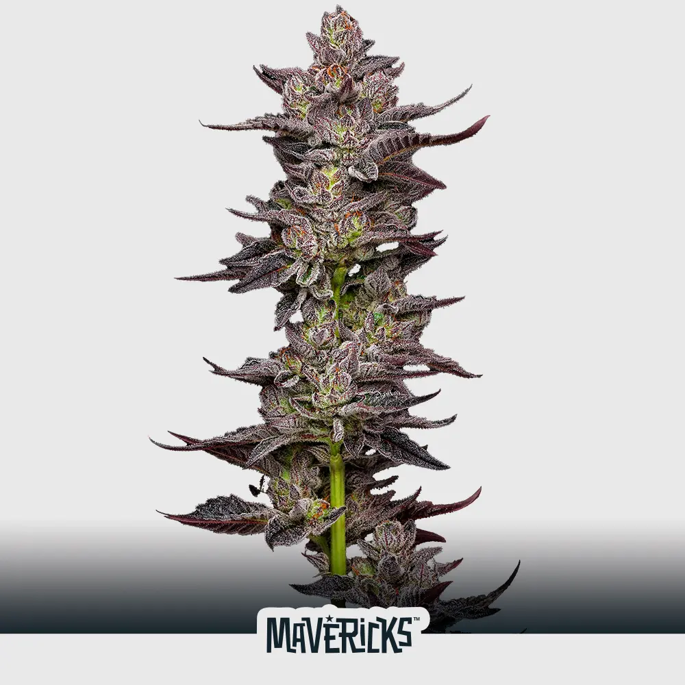 [SEM-MAV-FEM-0019-x5] Oreoz (x5)