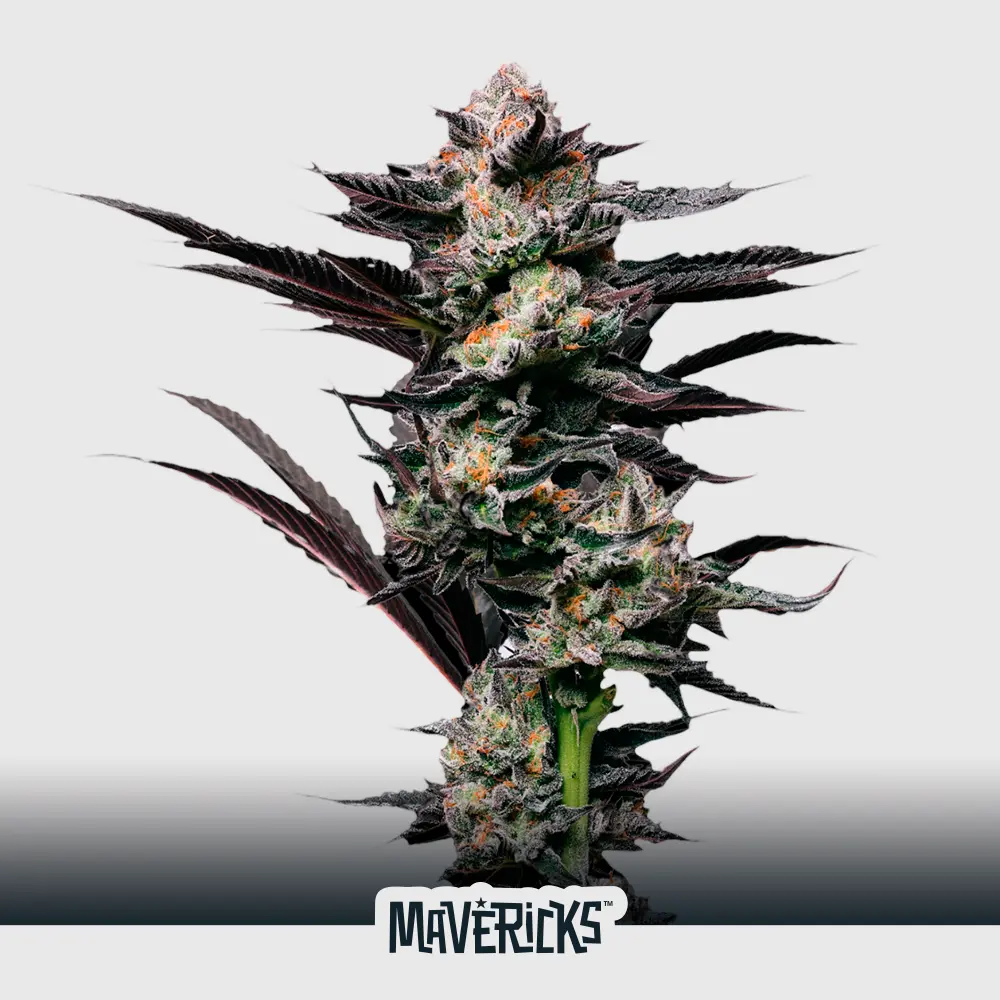 Girl Scout Cookies