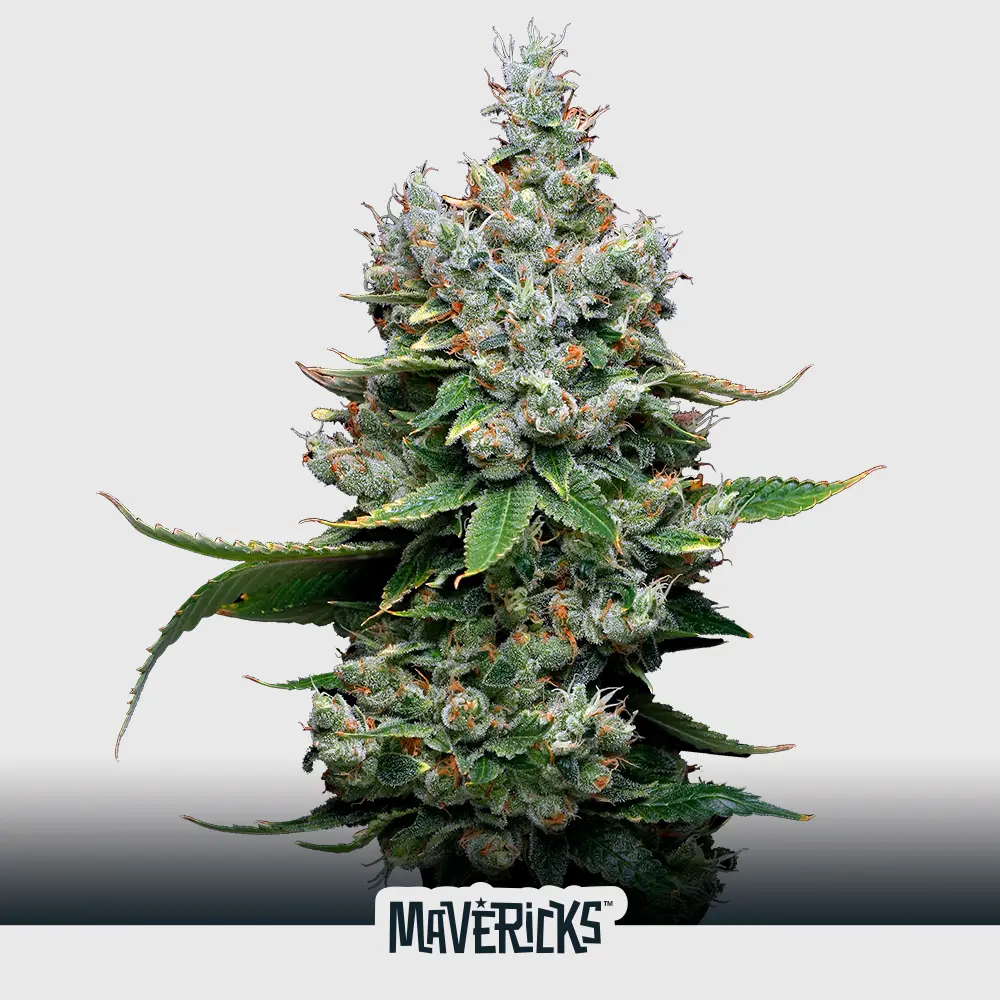 [SEM-MAV-FEM-0005-x5] Funfetti Poundcake (x5)
