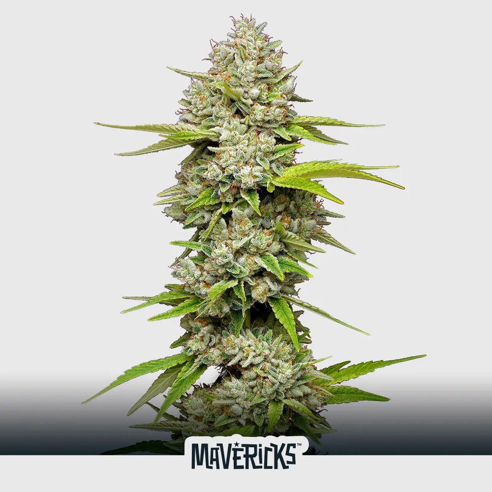 Lemon Blueberry