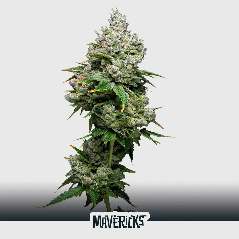 Kiwi x Papaya