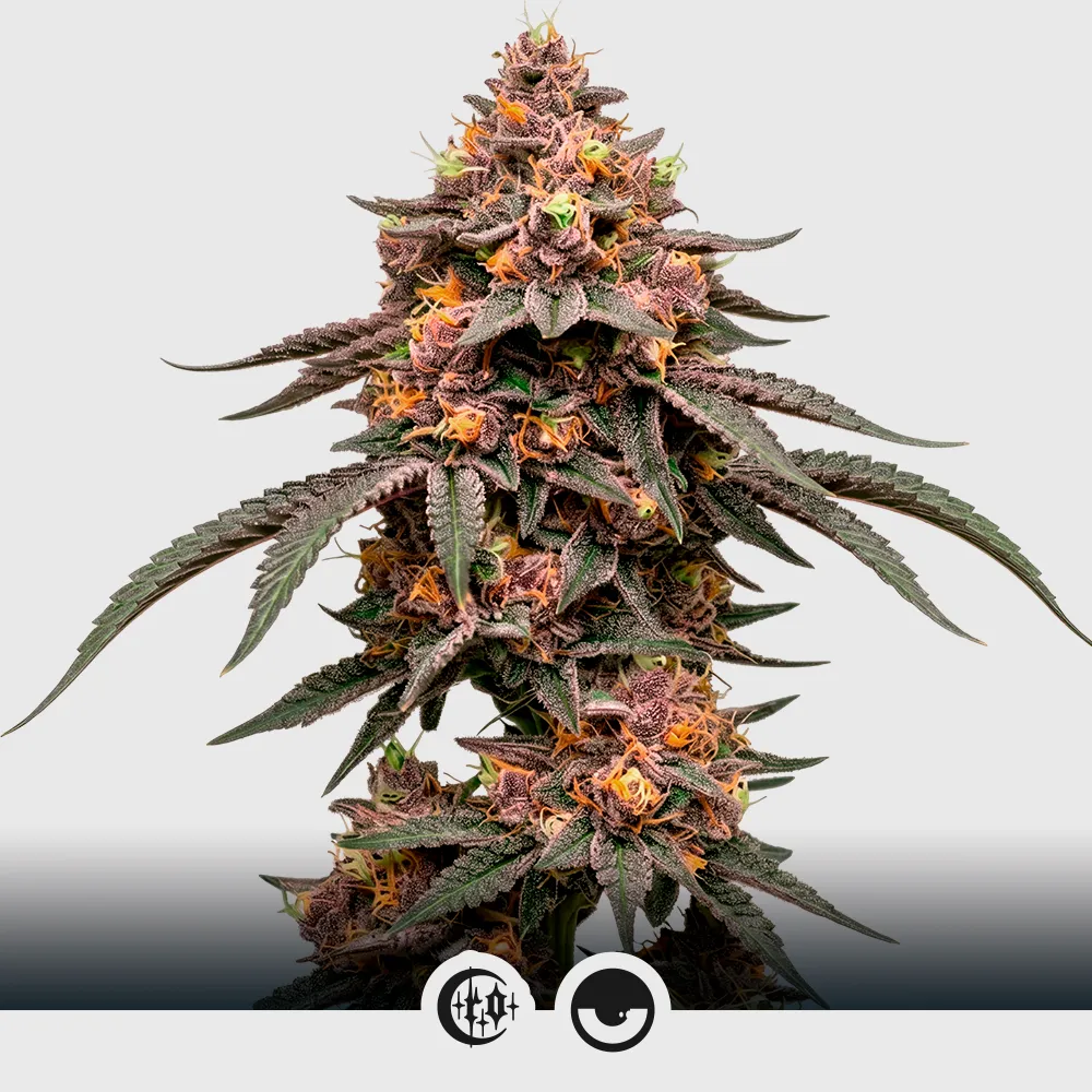 Auto Onyx Rose