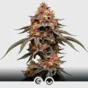 Auto Onyx Rose