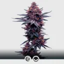 Onyx Rose